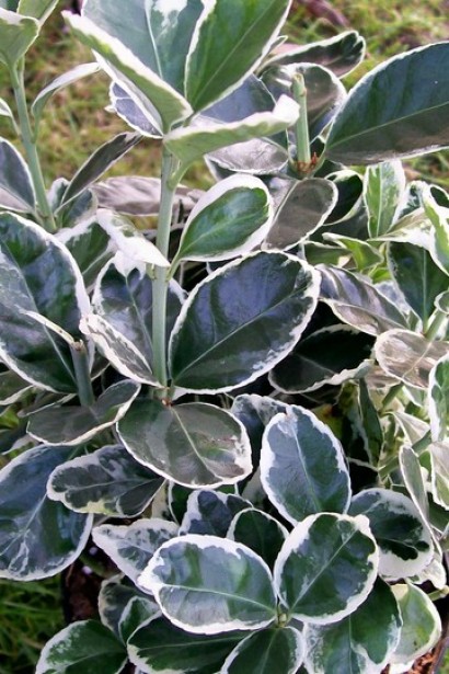 Бруслина ’Albomarginatus’ купити